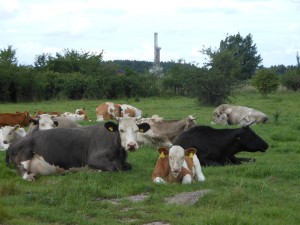 Glückliche Kühe und Erdölbohrturm