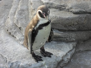 Pinguin auf dem Dach des Ozeaneums