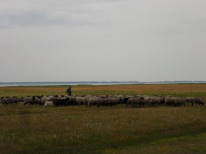 Schafherde auf Hiddensee